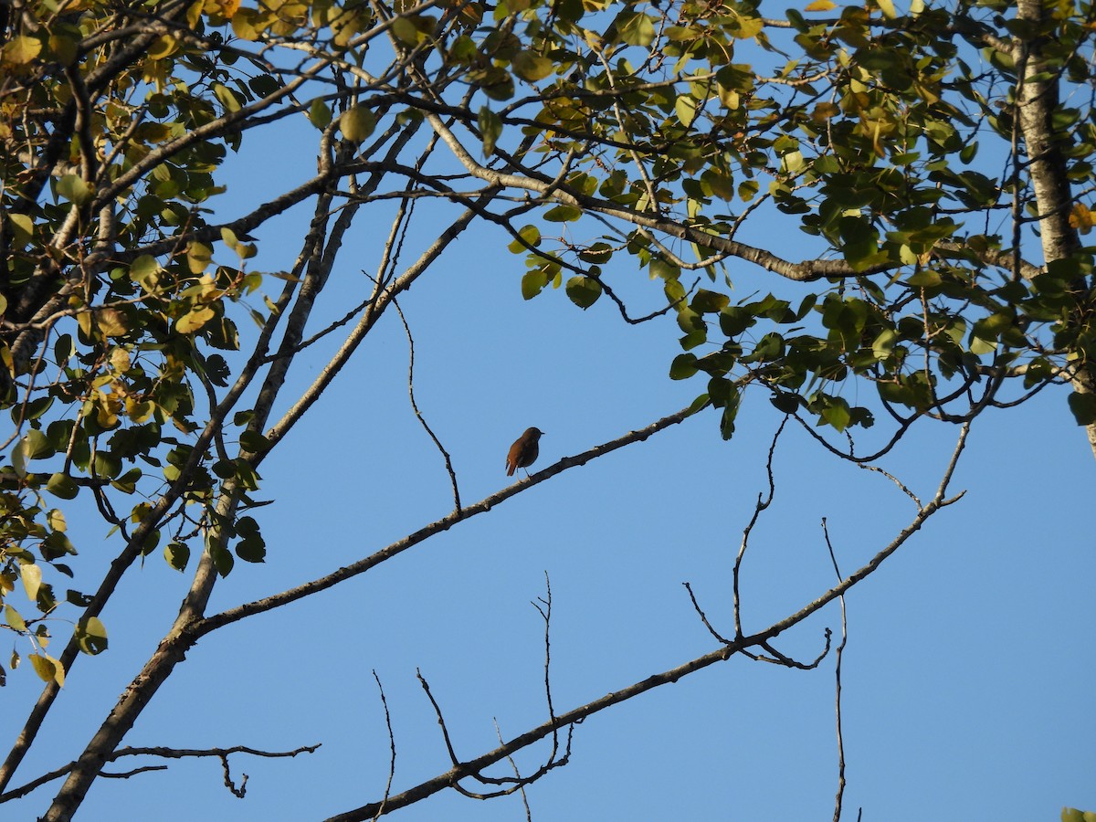 Swainson's Thrush - ML643399451