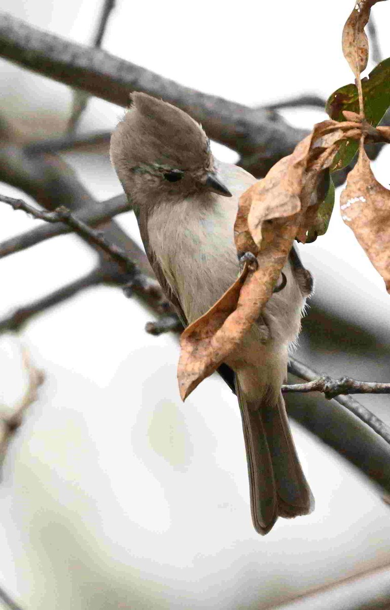 Oak Titmouse - ML643399459