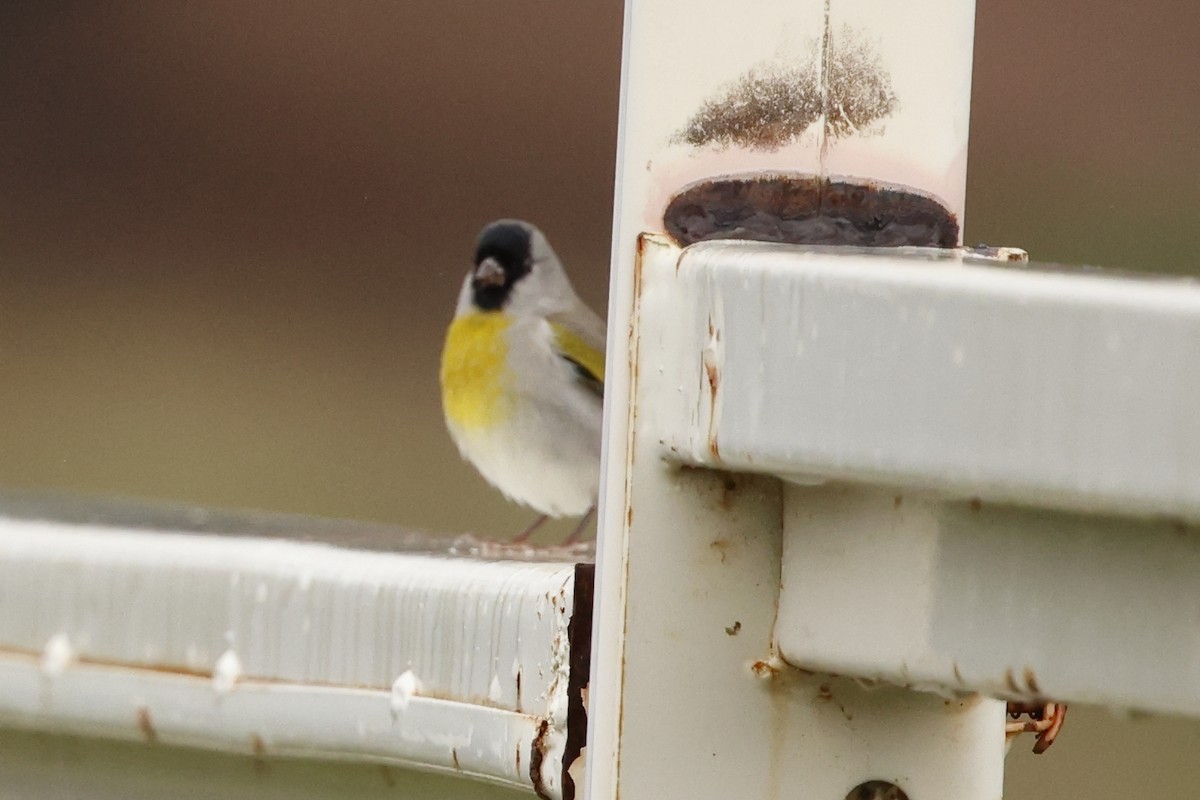 Lawrence's Goldfinch - ML643399461