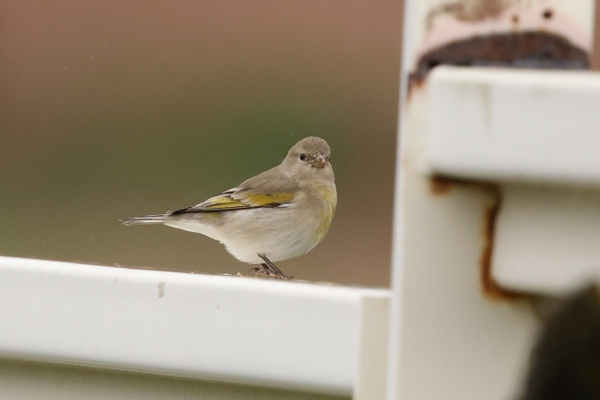Lawrence's Goldfinch - ML643399462