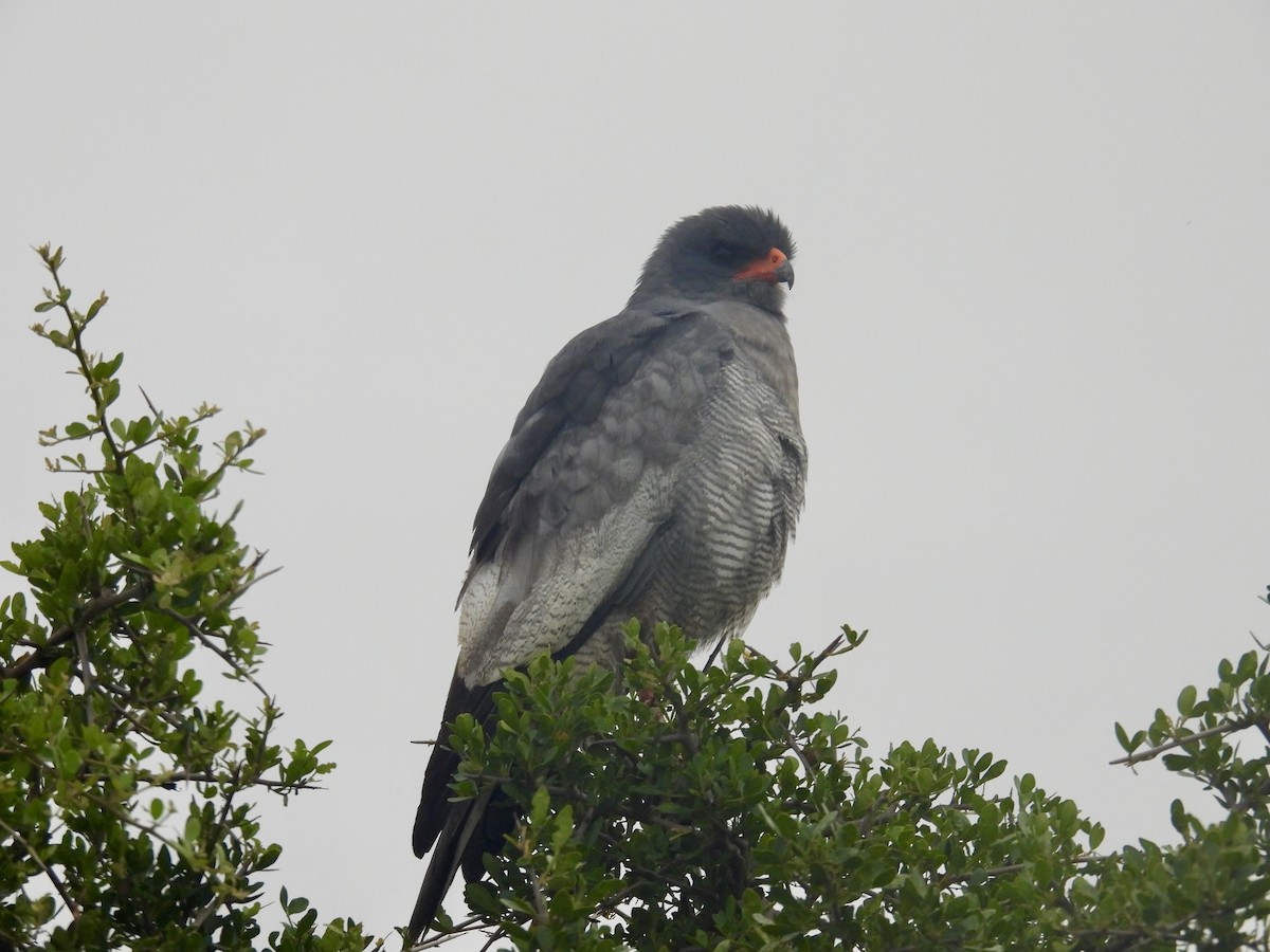 Pale Chanting-Goshawk - ML643399481