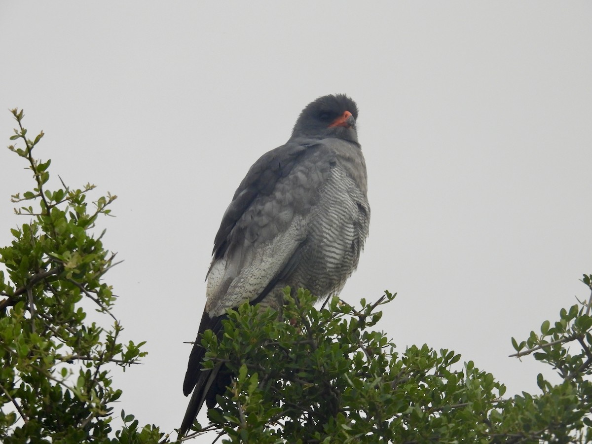Pale Chanting-Goshawk - ML643399482