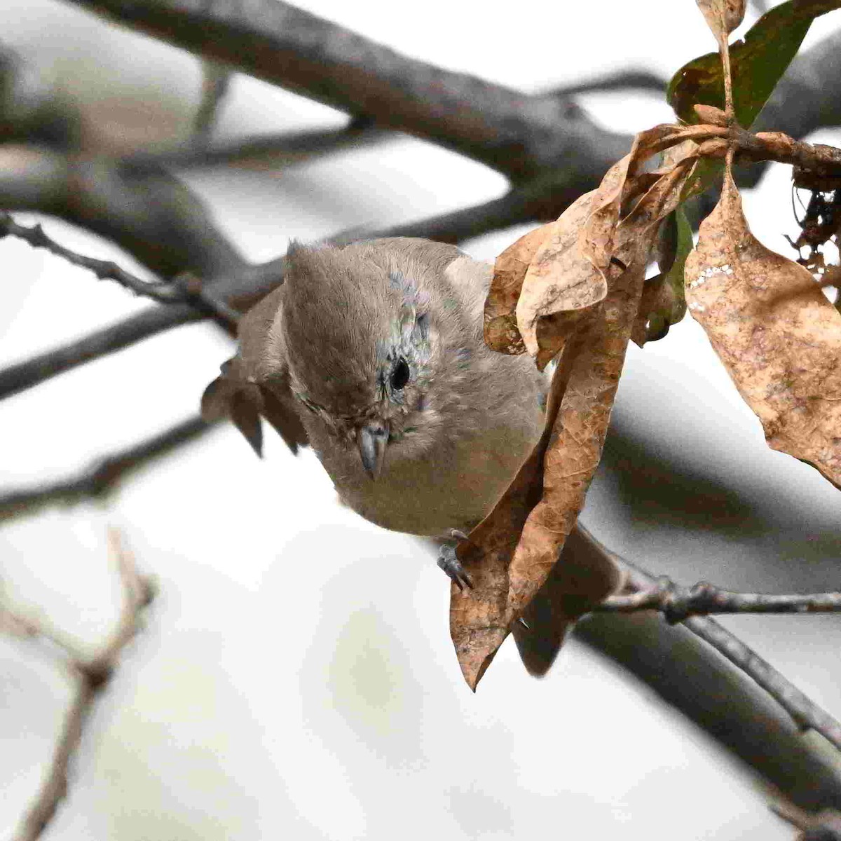 Oak Titmouse - ML643399484