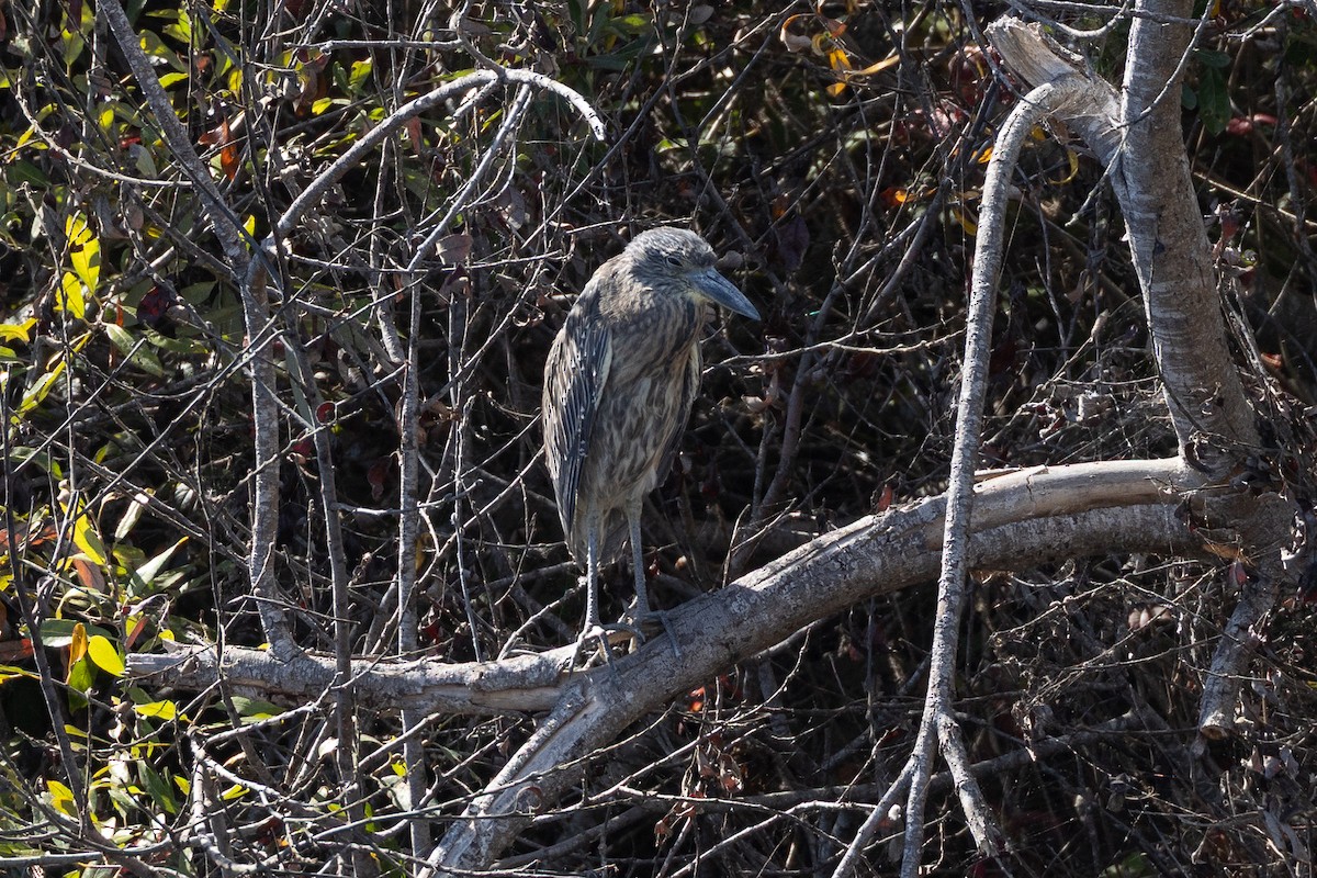 Yellow-crowned Night Heron - ML643399488