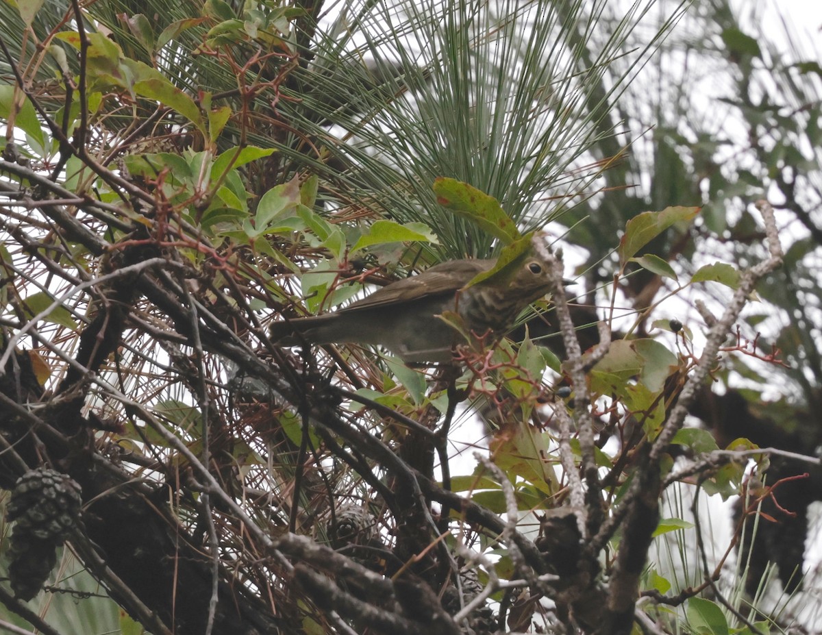 Swainson's Thrush - ML643399502