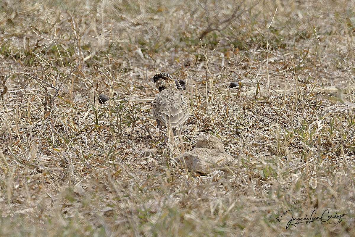 Fischer's Sparrow-Lark - ML643399513