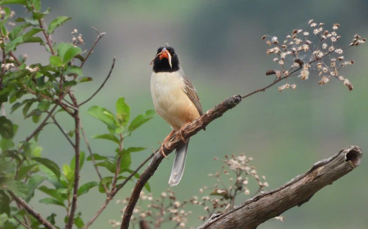 Black-throated Saltator - ML643399515