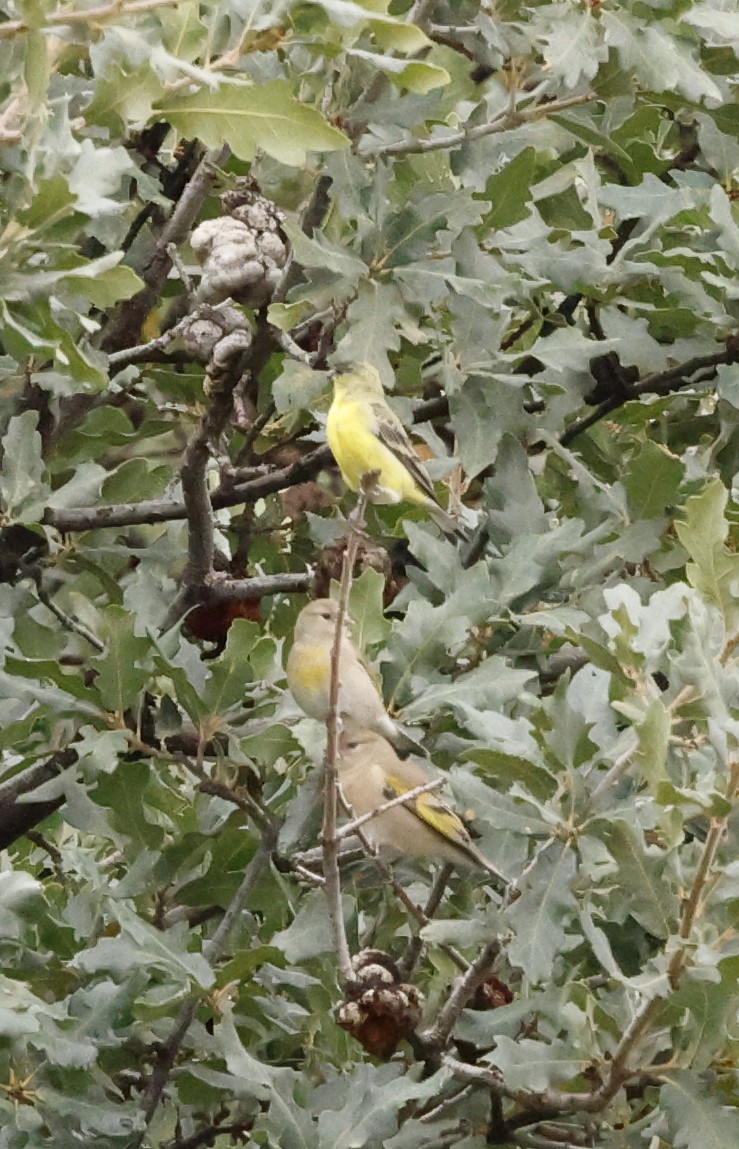 Lawrence's Goldfinch - ML643399528