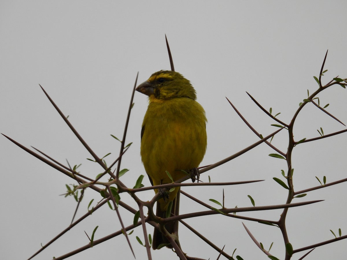 Brimstone Canary - ML643399541