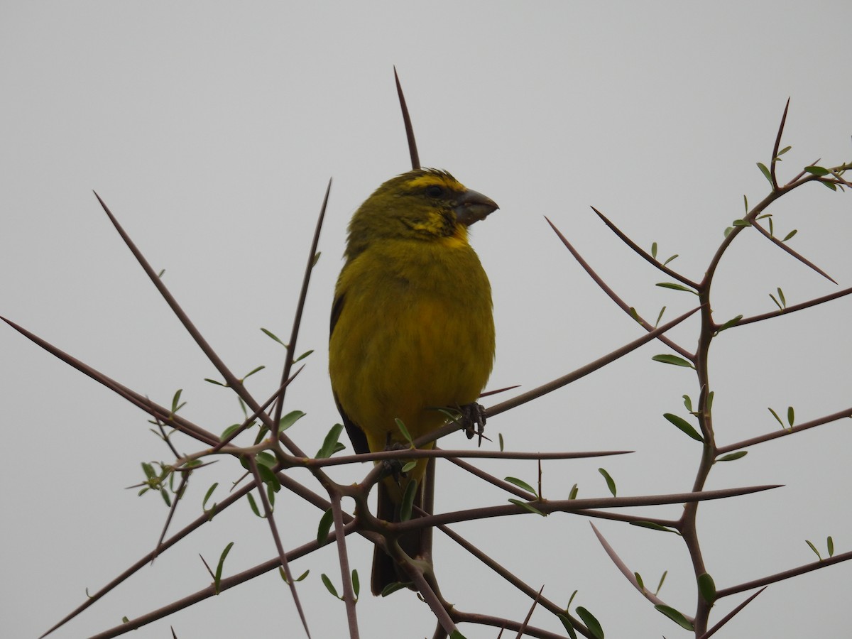 Brimstone Canary - ML643399542