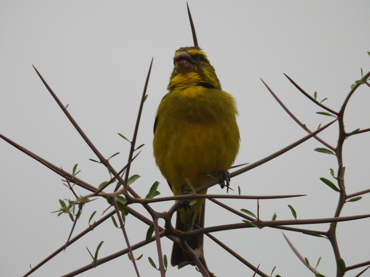 Brimstone Canary - ML643399544