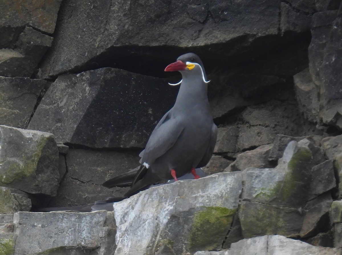 Inca Tern - ML643399554