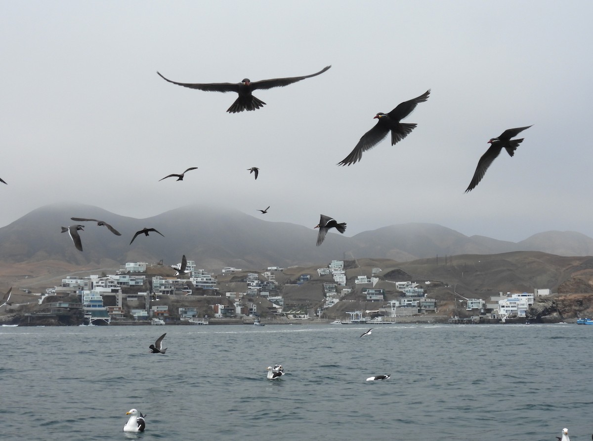 Inca Tern - ML643399566