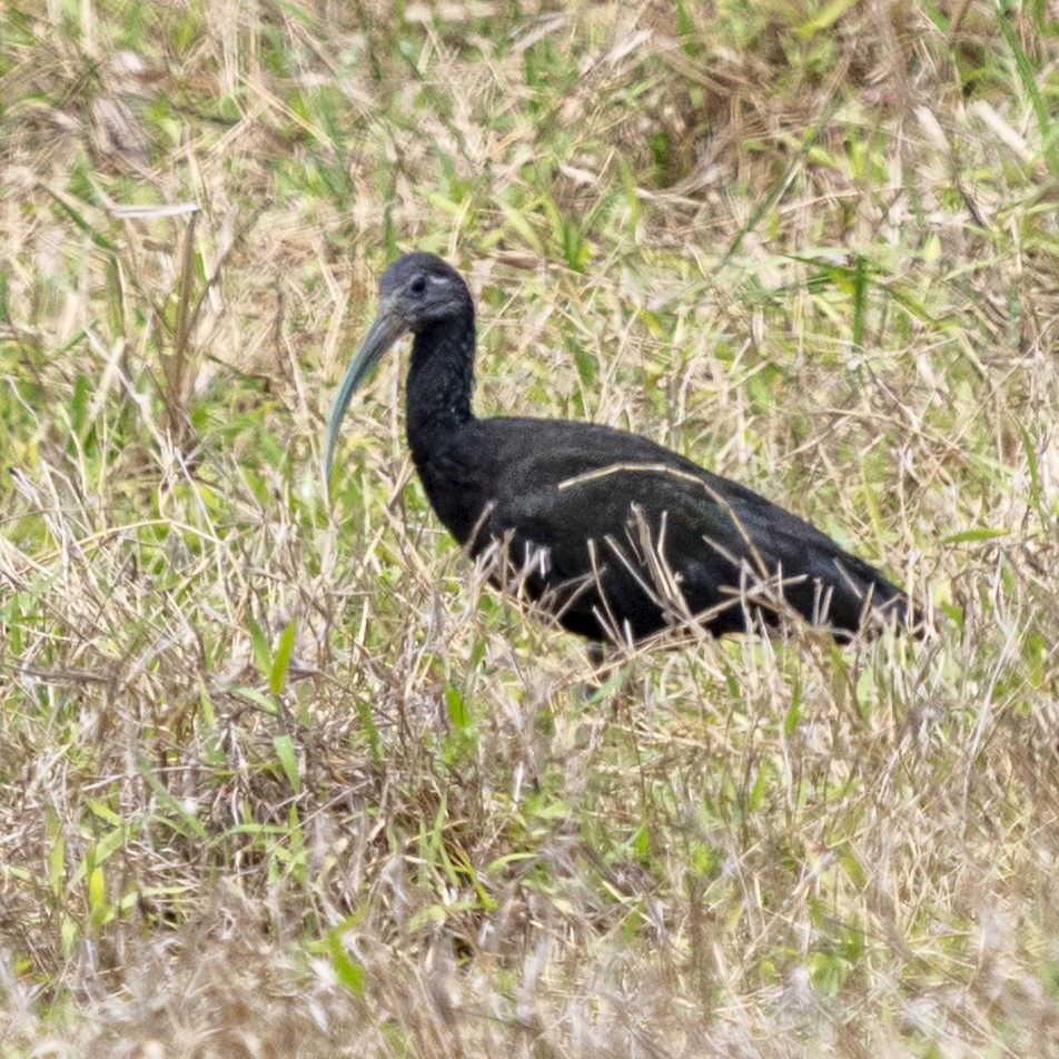 Green Ibis - ML643399581