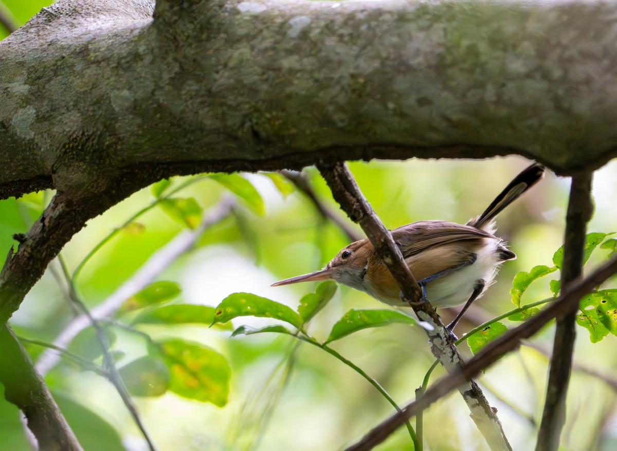 Long-billed Gnatwren - ML643399582