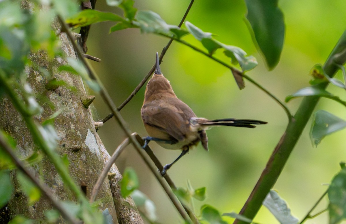 Long-billed Gnatwren - ML643399583