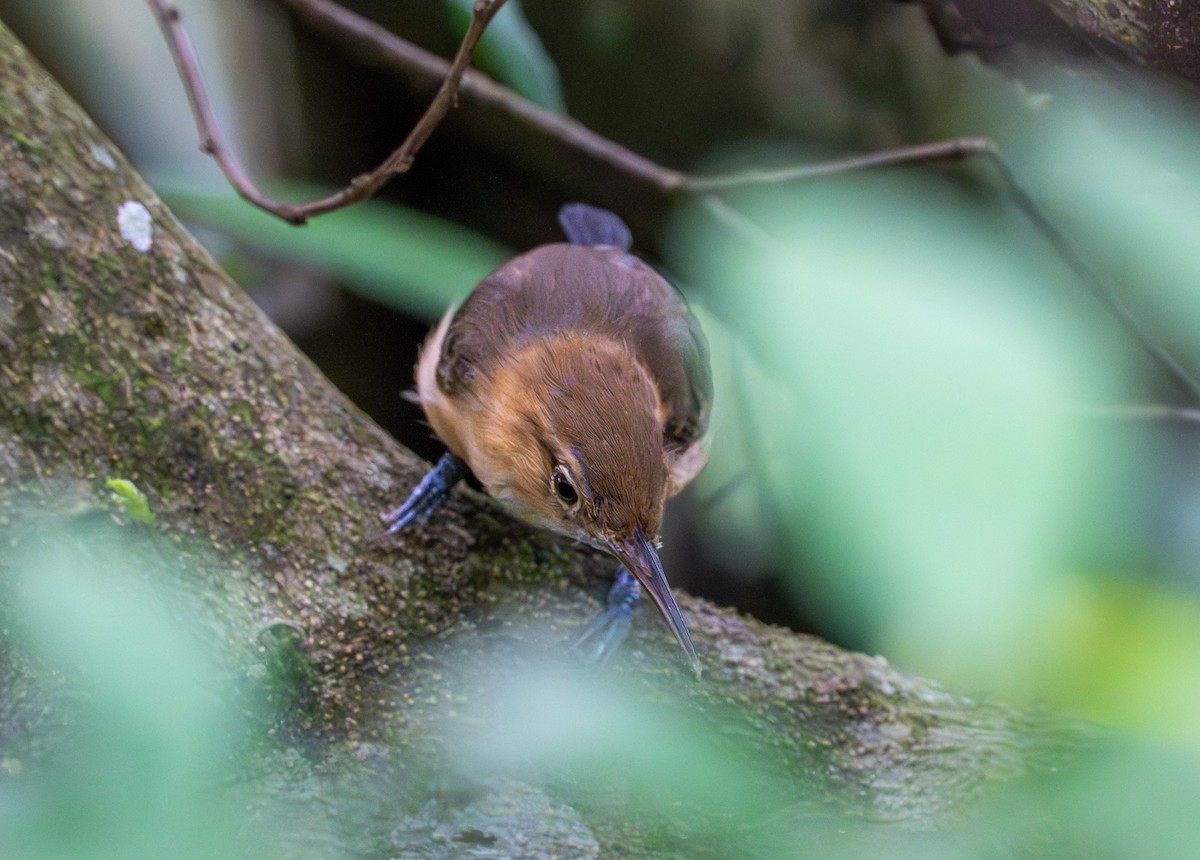 Long-billed Gnatwren - ML643399585