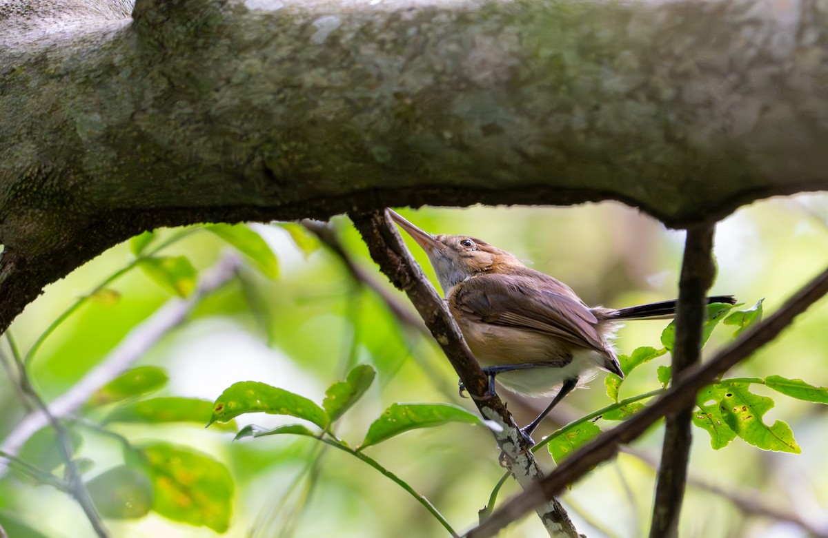 Long-billed Gnatwren - ML643399586