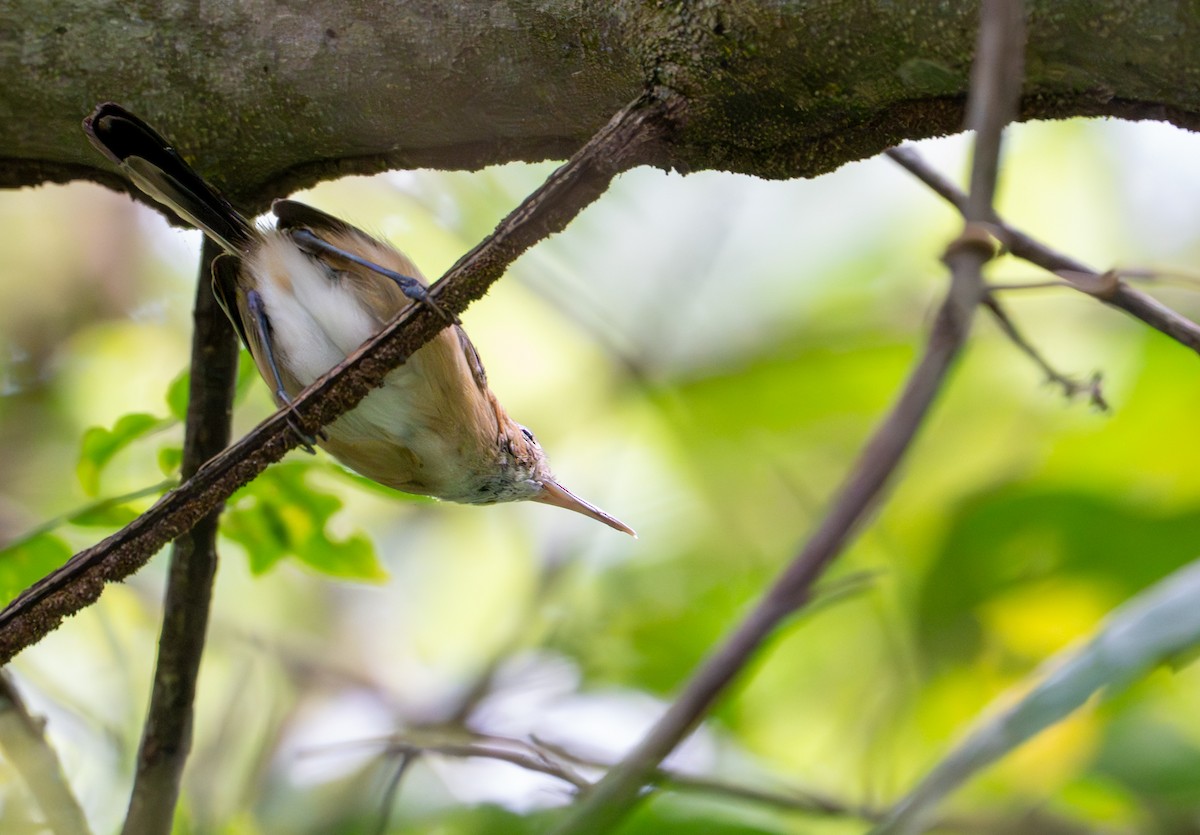 Long-billed Gnatwren - ML643399587