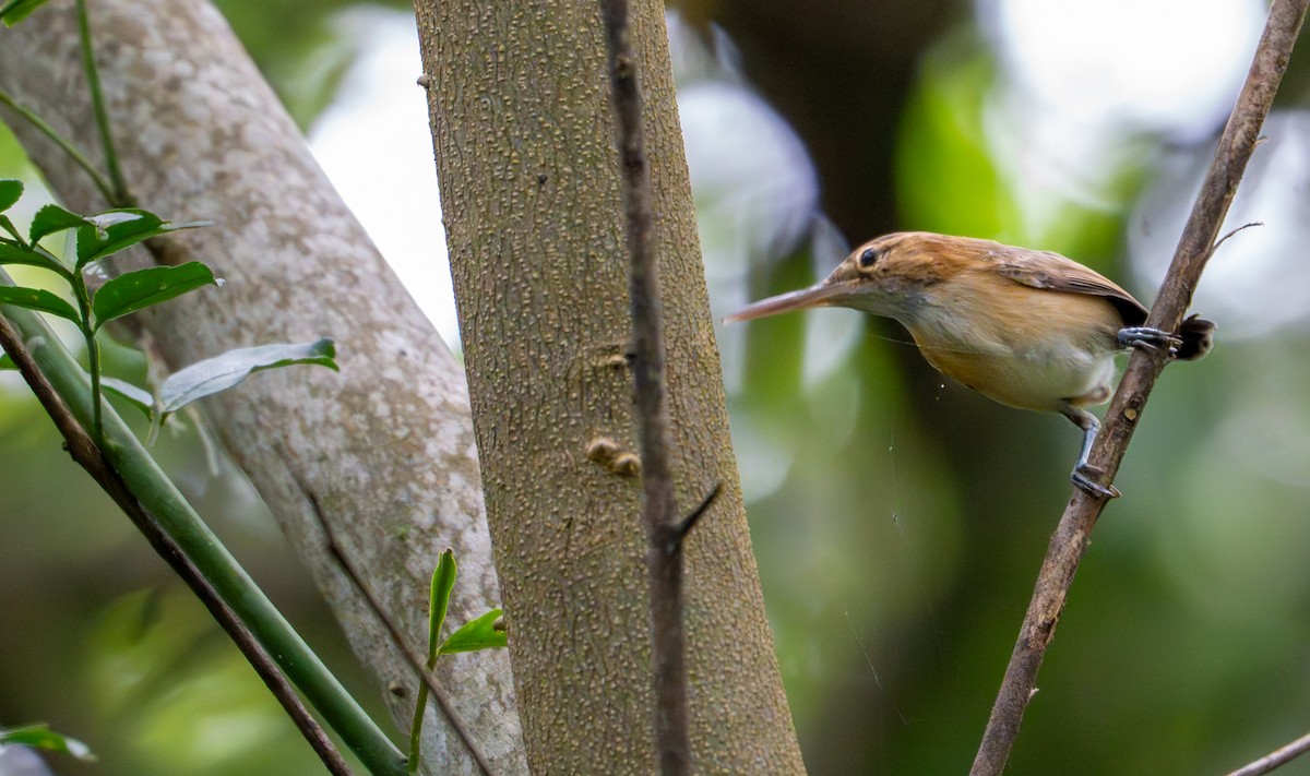 Long-billed Gnatwren - ML643399588