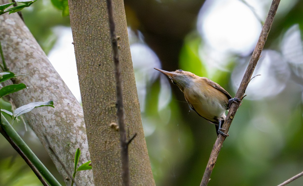 Long-billed Gnatwren - ML643399589