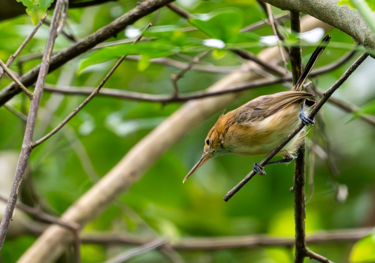 Long-billed Gnatwren - ML643399590