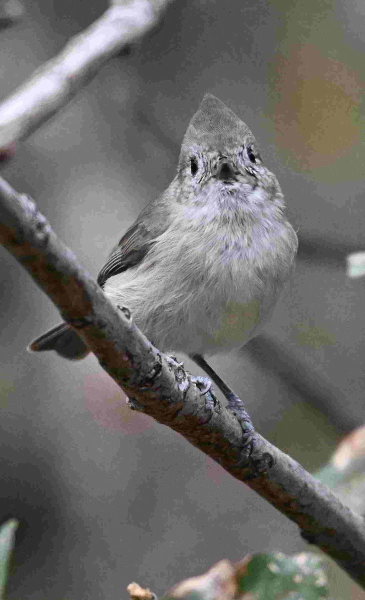 Oak Titmouse - ML643399602