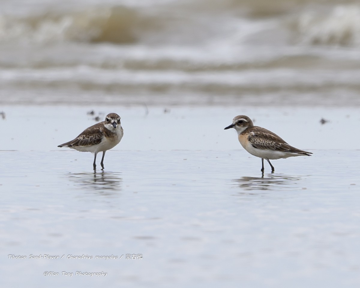 Tibetan Sand-Plover - ML643399613