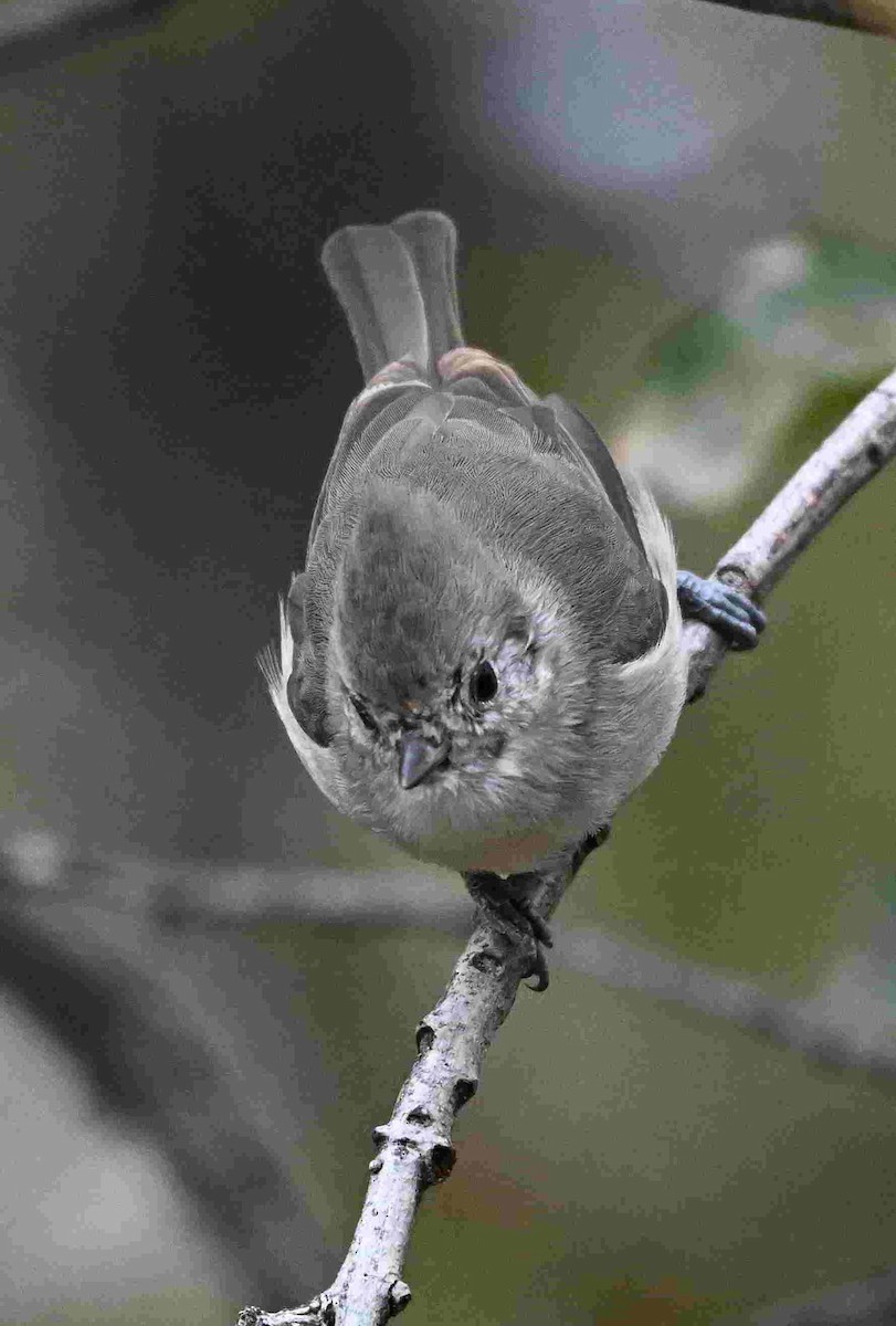 Oak Titmouse - ML643399634