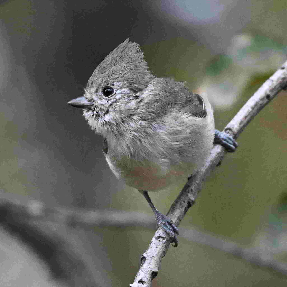 Oak Titmouse - ML643399651