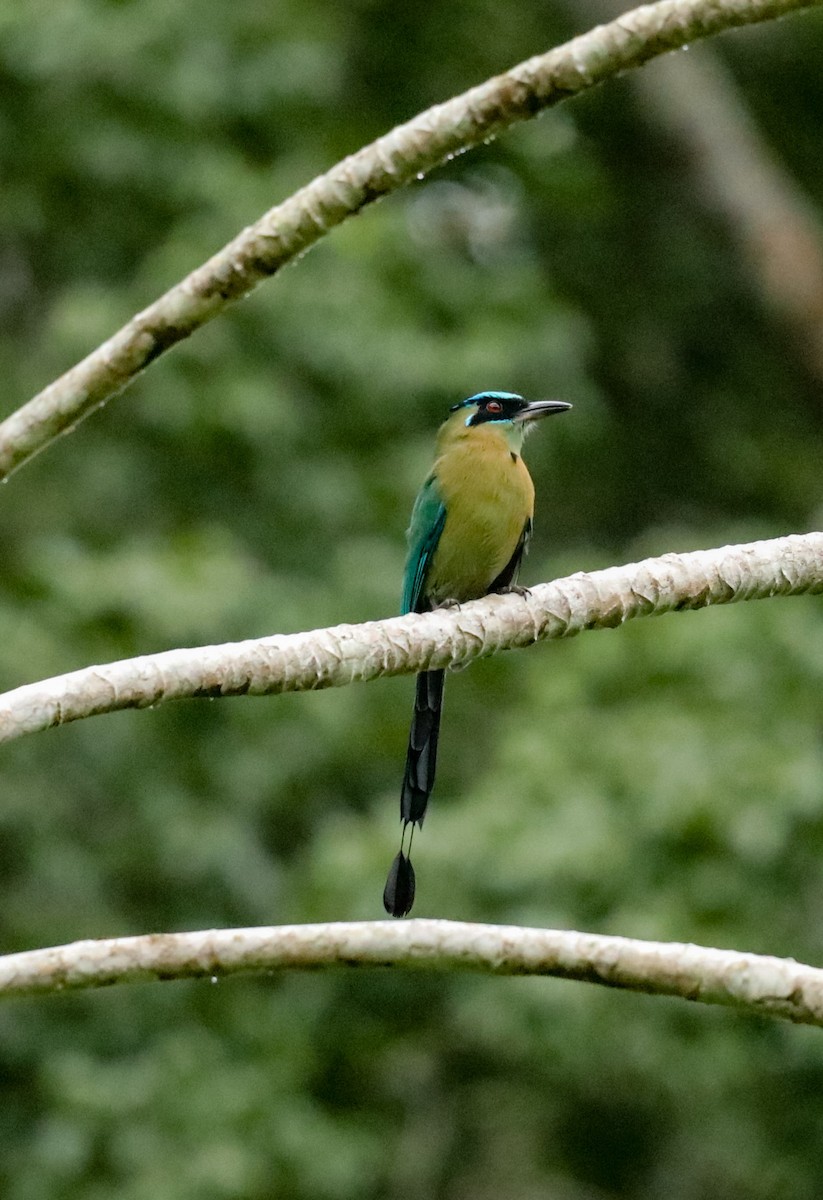 Lesson's Motmot - ML643399657