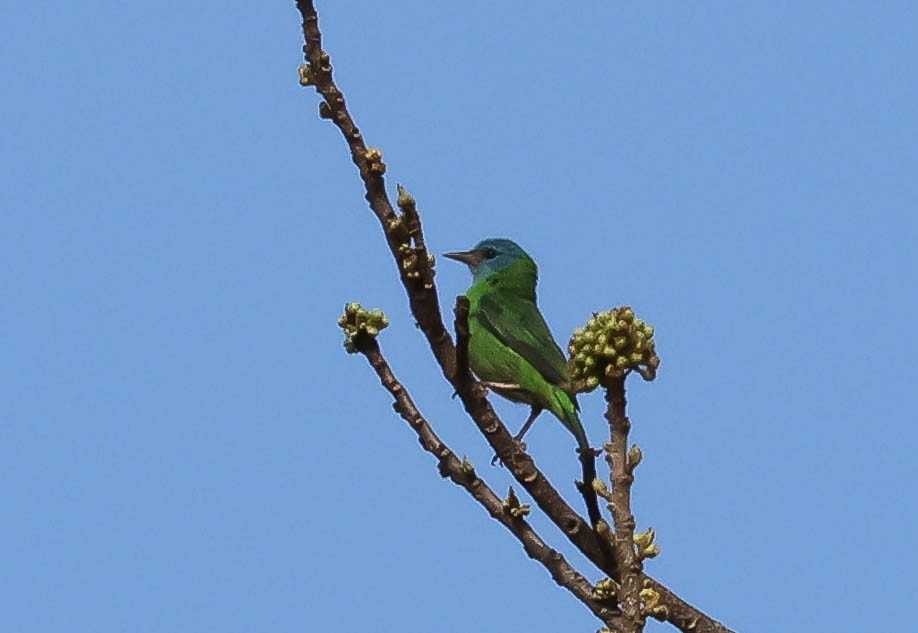 Blue Dacnis - ML643399702