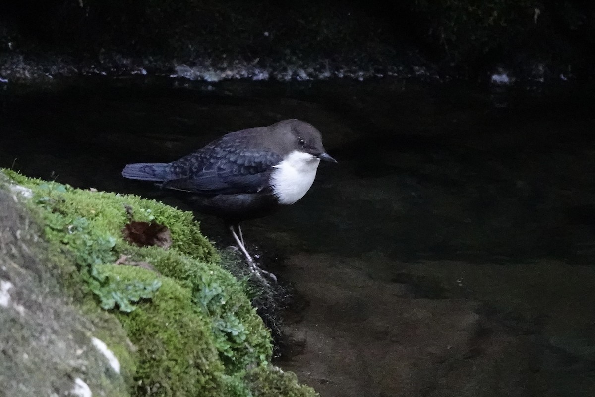 White-throated Dipper - Elizabeth Szekeres