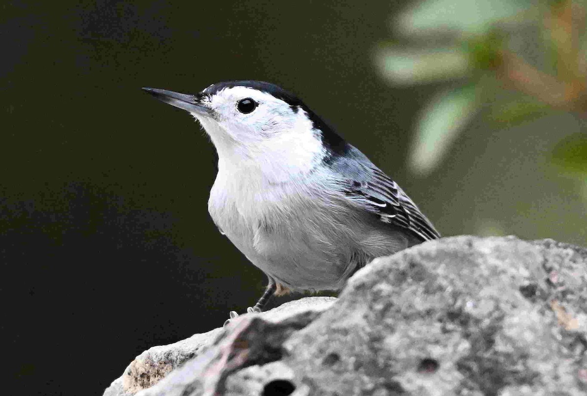 White-breasted Nuthatch - ML643399716
