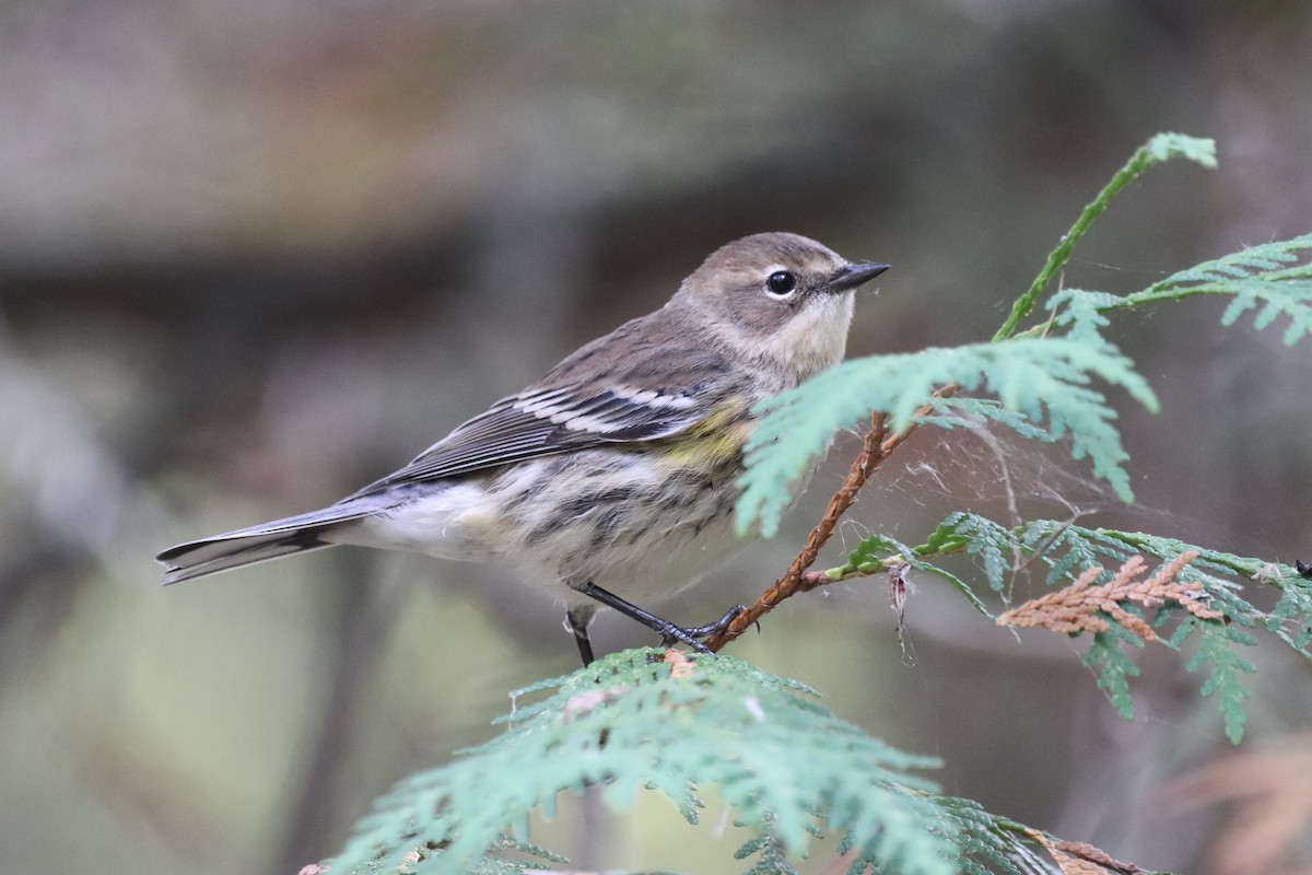 Yellow-rumped Warbler - ML643399746
