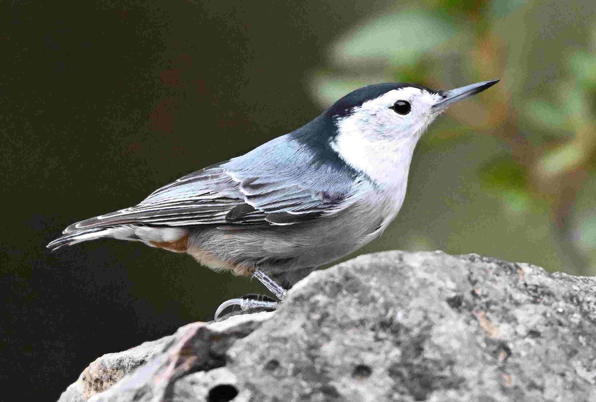 White-breasted Nuthatch - ML643399757