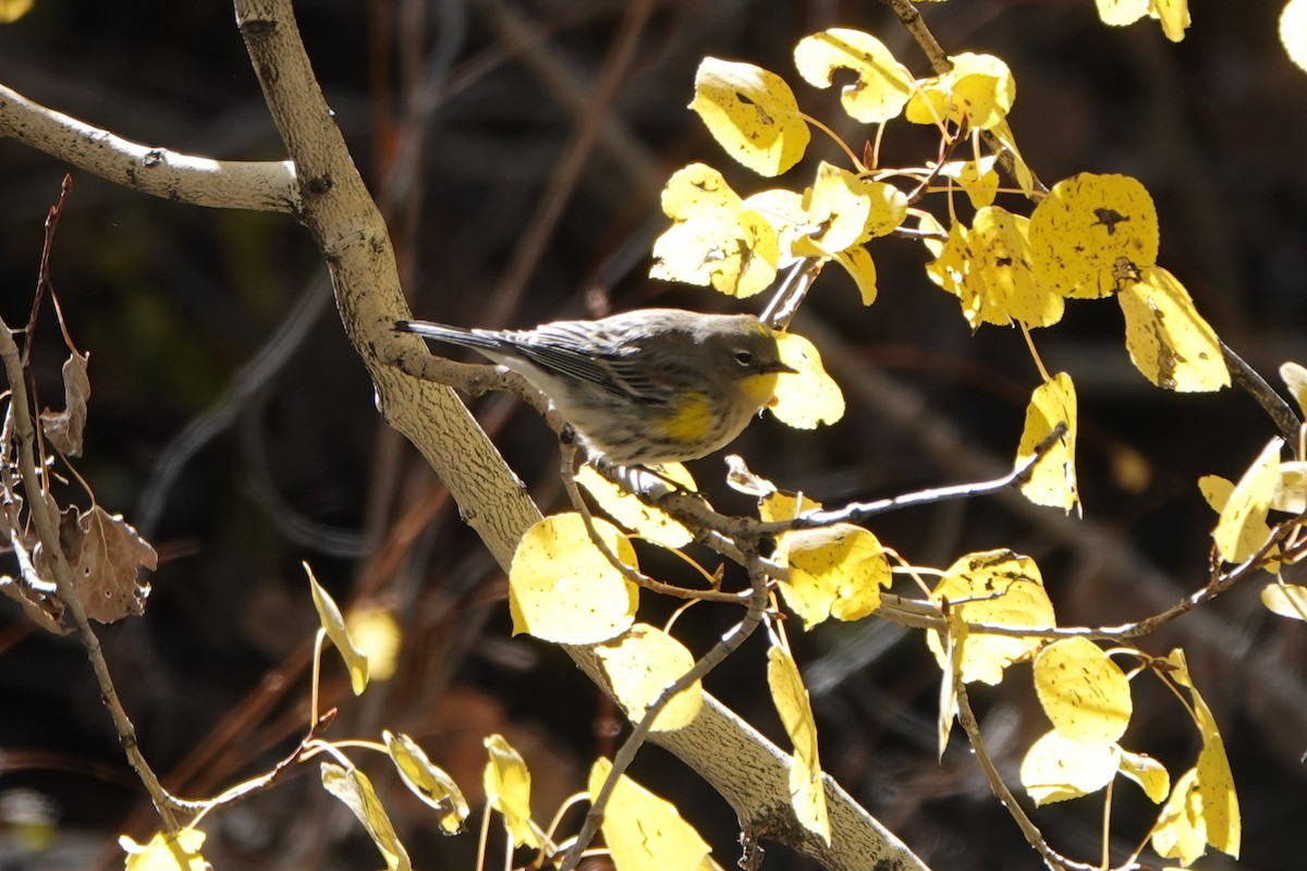 Yellow-rumped Warbler - ML643399776