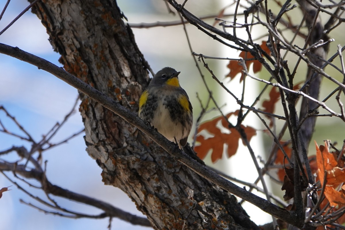 Yellow-rumped Warbler - ML643399777