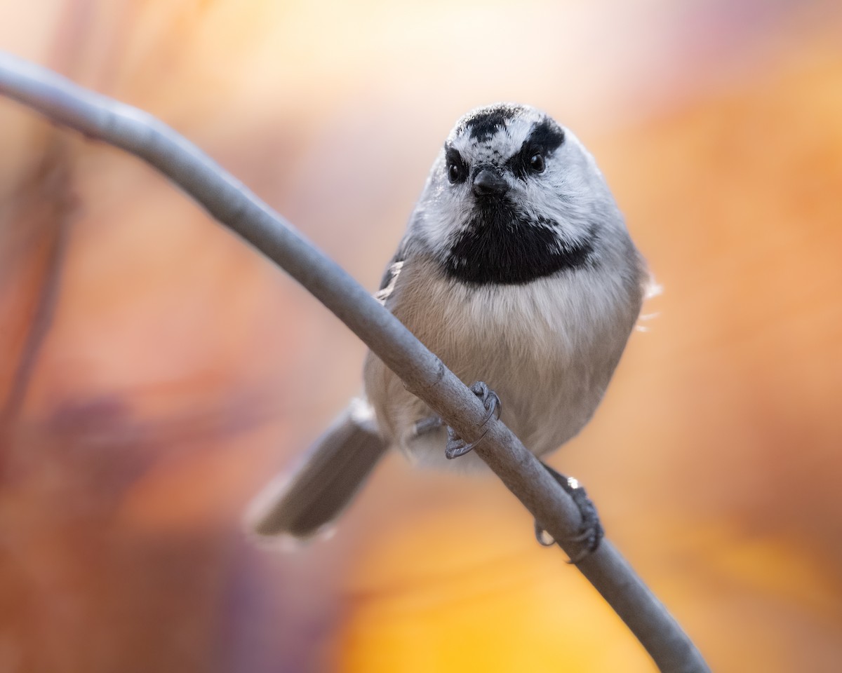 Mountain Chickadee - ML643399779