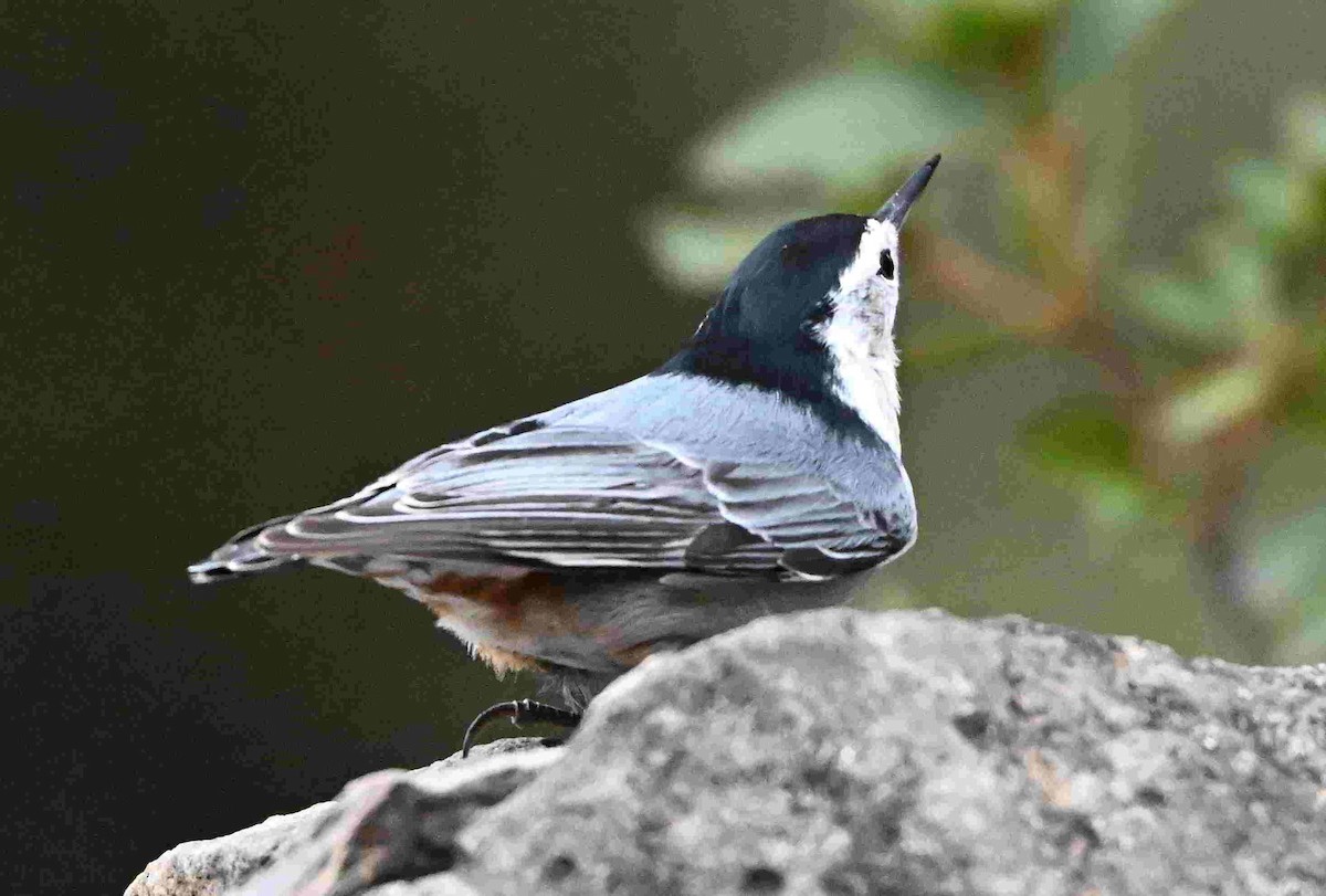 White-breasted Nuthatch - ML643399792