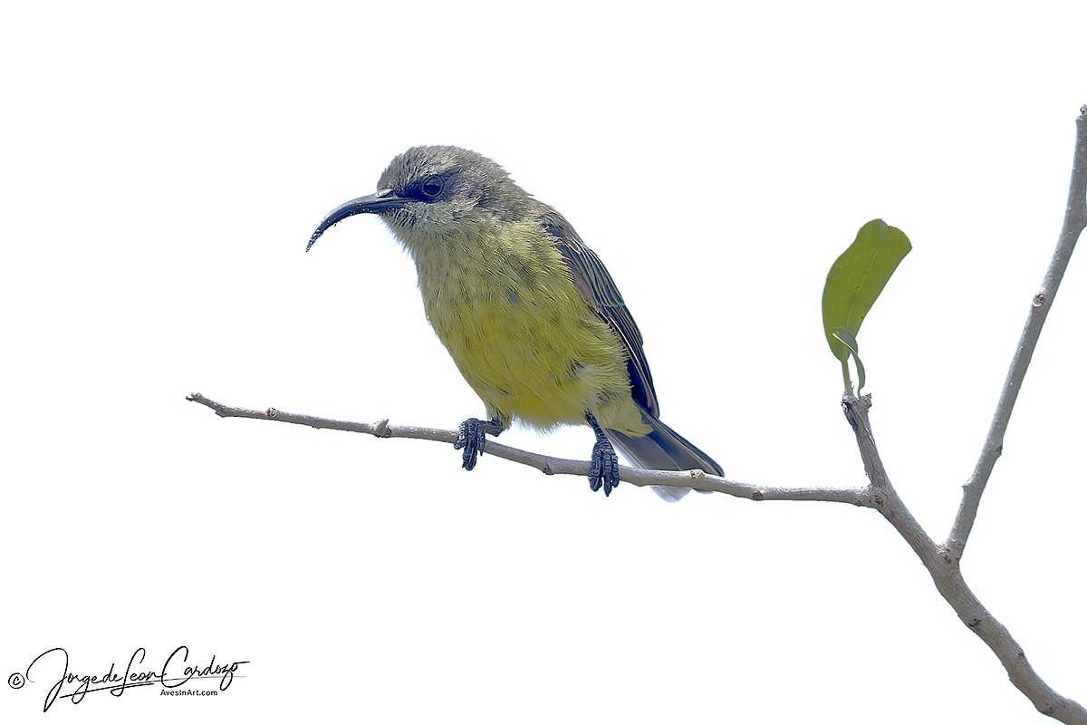 Bronze Sunbird - ML643399803
