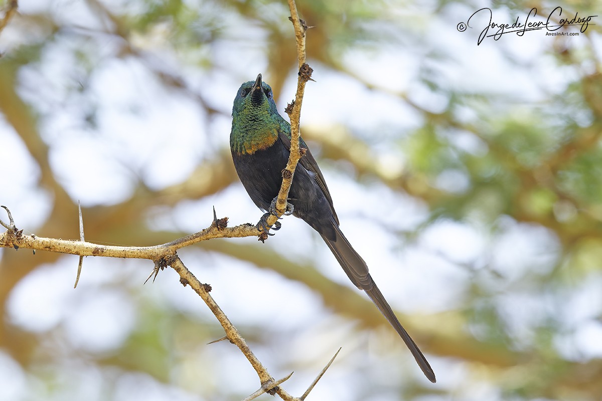 Bronze Sunbird - ML643399804