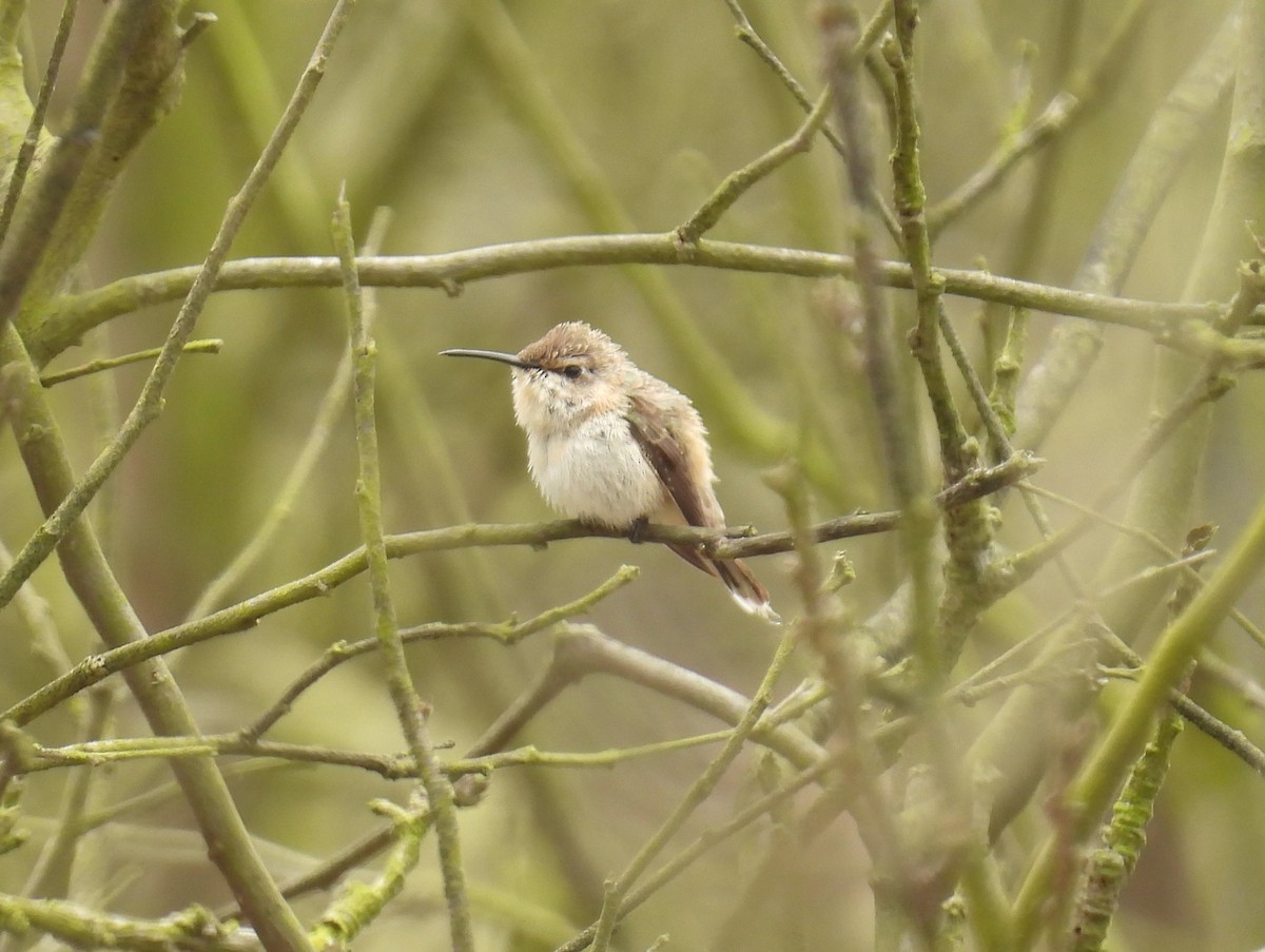 Peruvian Sheartail - ML643399808