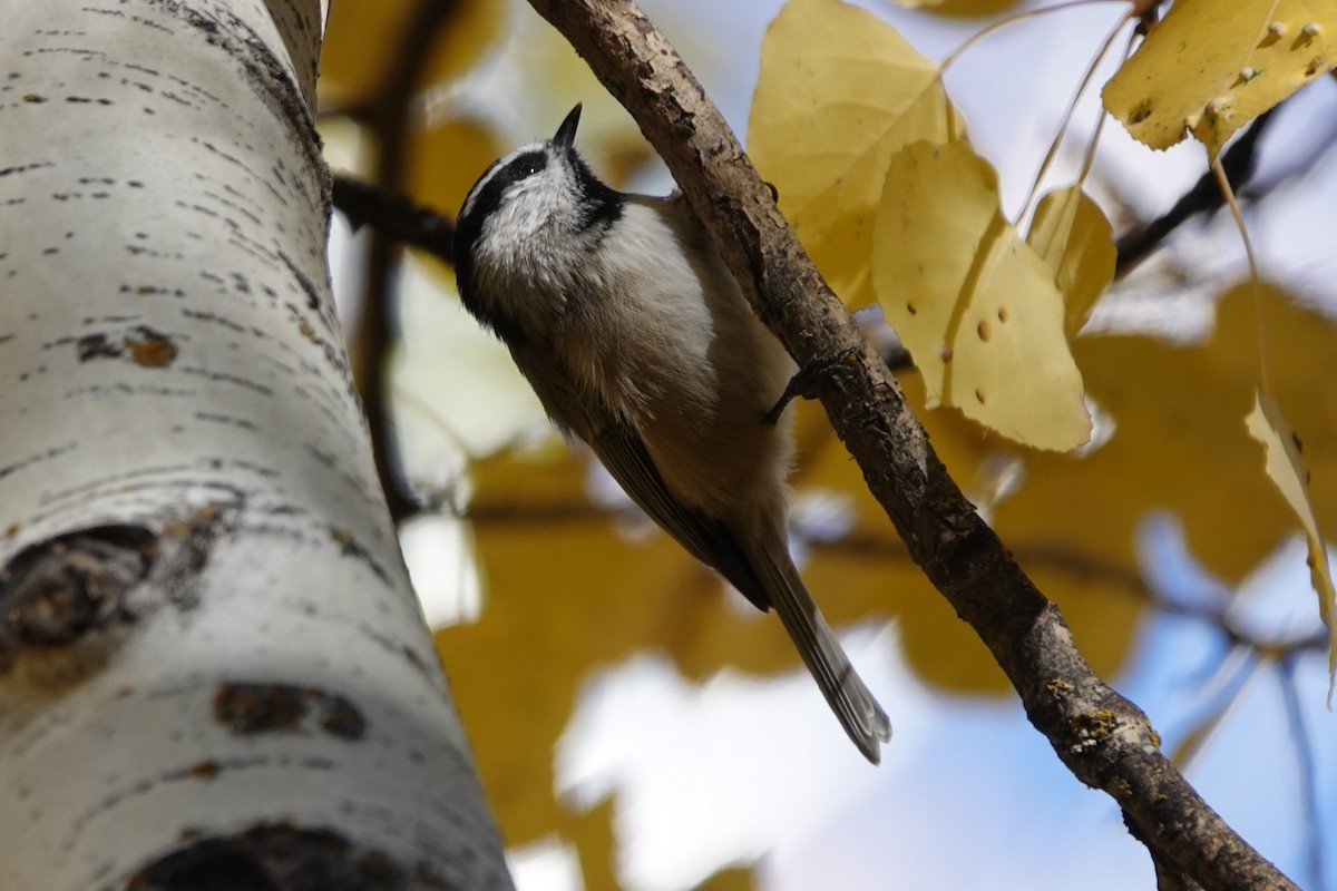 Mountain Chickadee - ML643399814