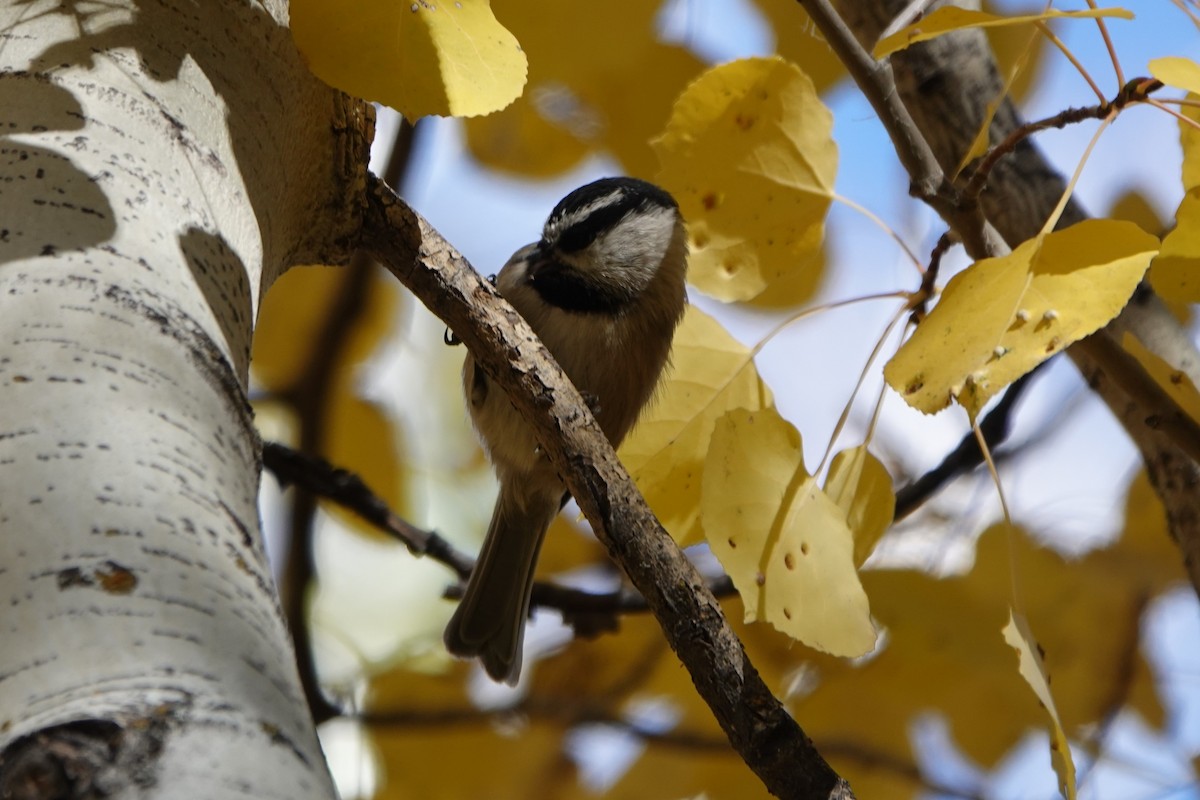 Mountain Chickadee - ML643399815