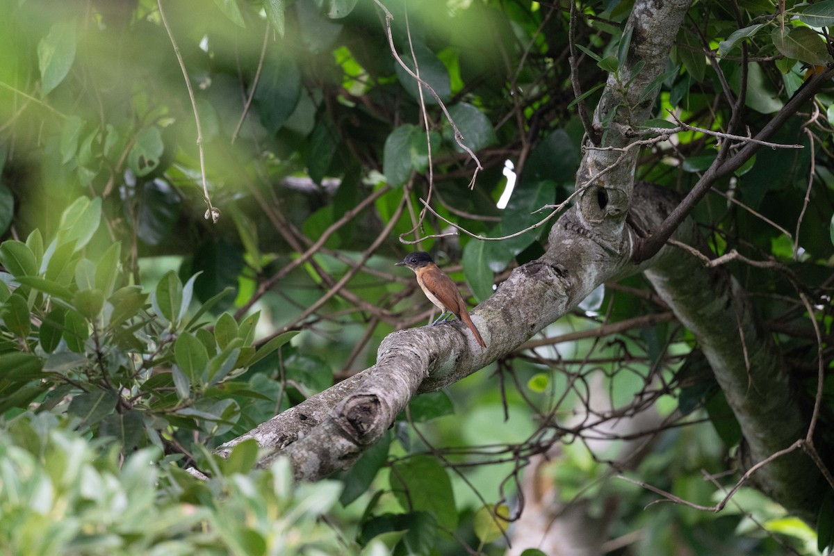 Rose-throated Becard - ML643399816