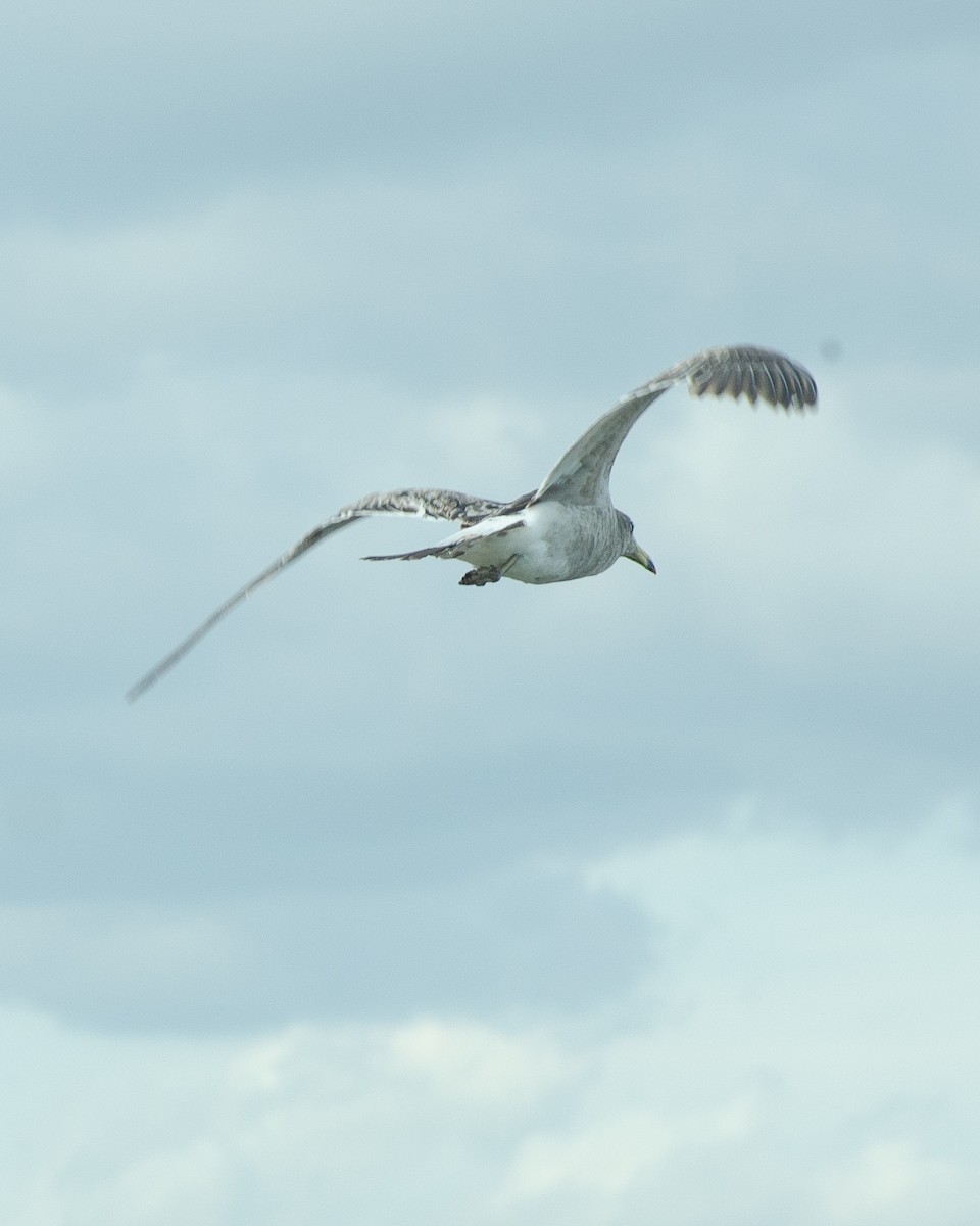 Gaviota Cangrejera - ML643399825