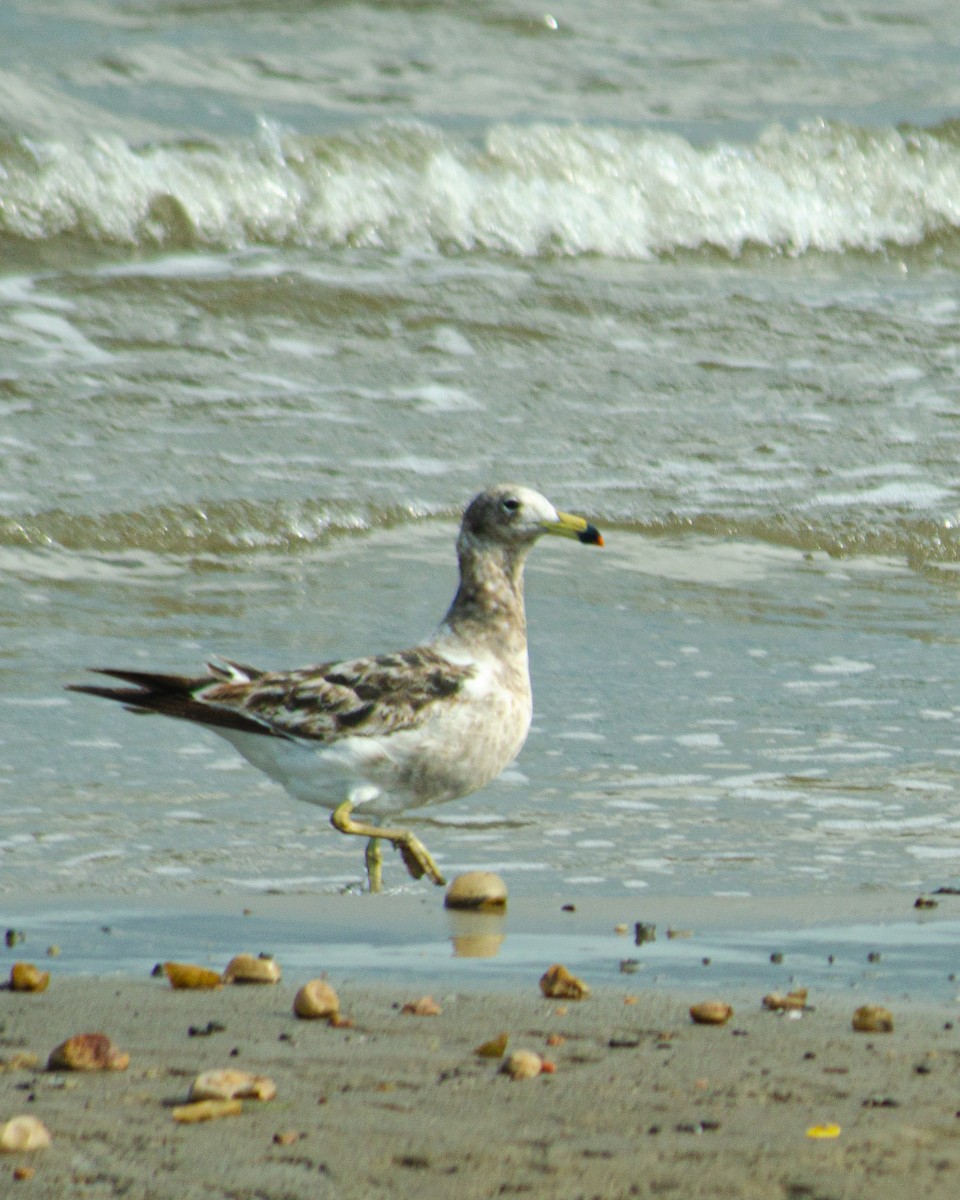 Gaviota Cangrejera - ML643399826