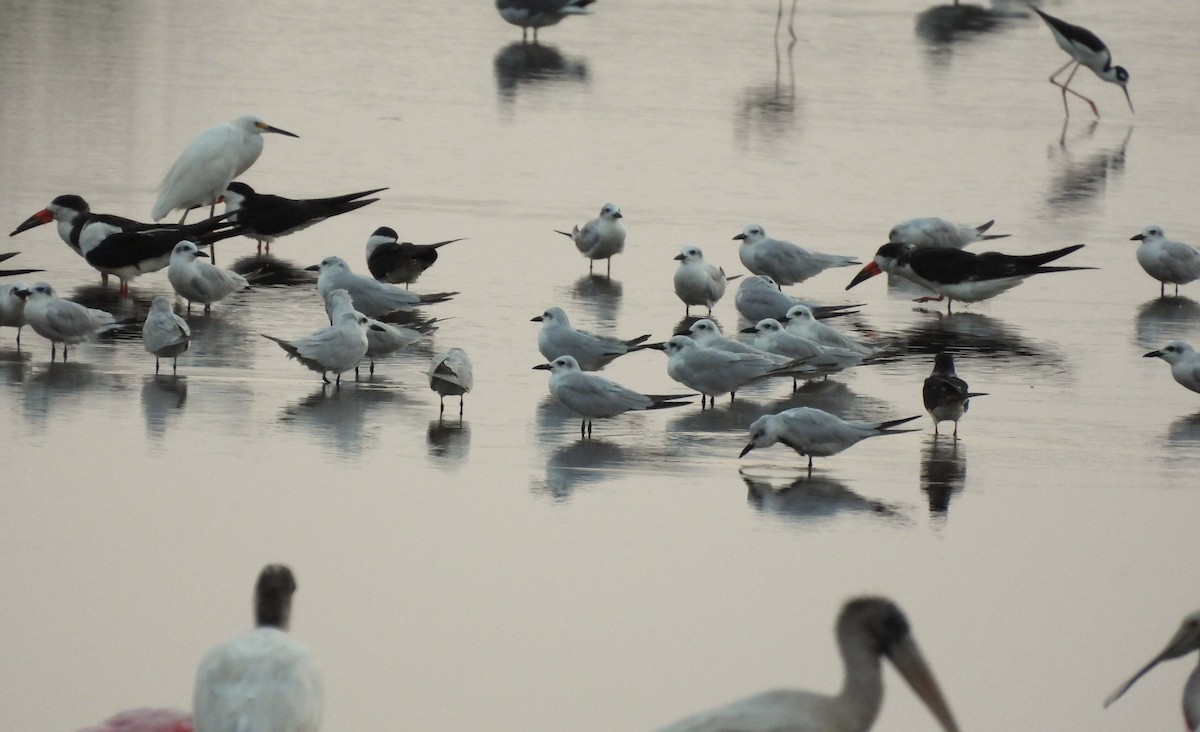 Gull-billed Tern - ML643399838