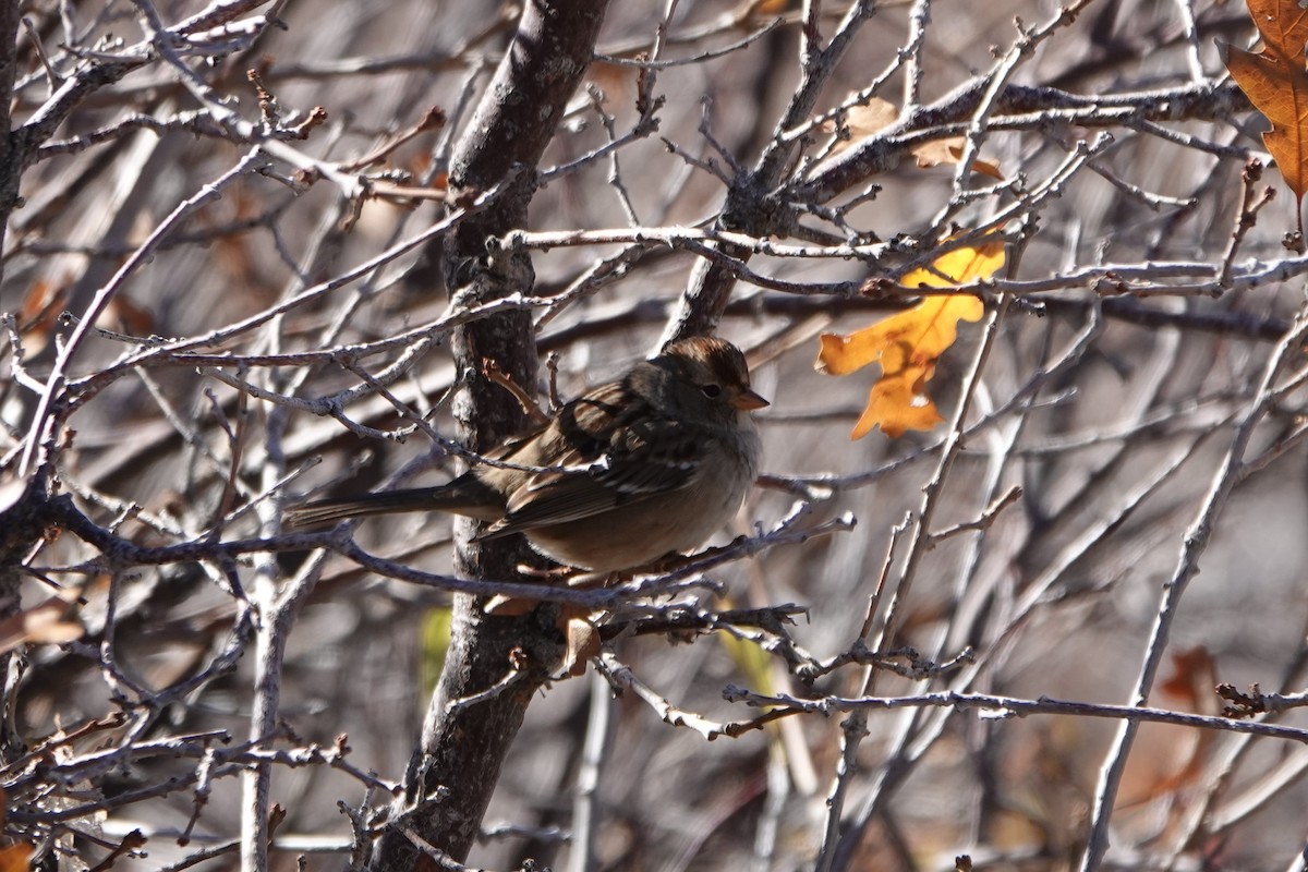 White-crowned Sparrow - ML643399840